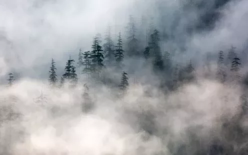 Photographie d'une forêt en montagne avec une brume sur les hauteurs