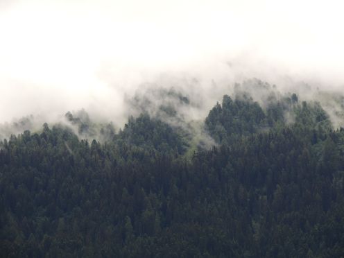 Photographie d'une forêt en montagne avec une brume sur les hauteurs