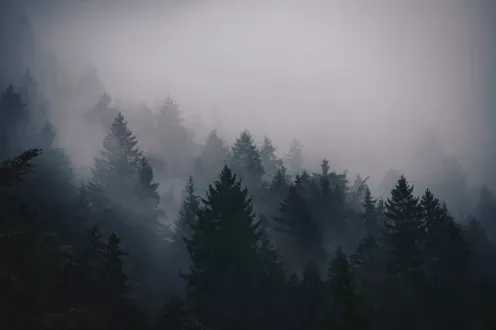 Photographie d'une forêt en montagne avec une brume sur les hauteurs