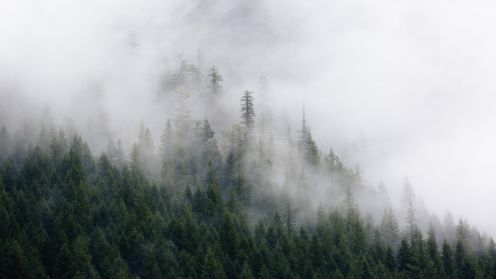 Photographie d'une forêt en montagne avec une brume sur les hauteurs