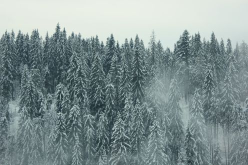 Photographie d'une forêt en montagne avec une brume sur les hauteurs