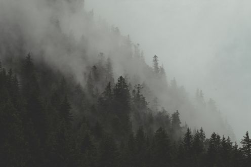 Photographie d'une forêt en montagne avec une brume sur les hauteurs