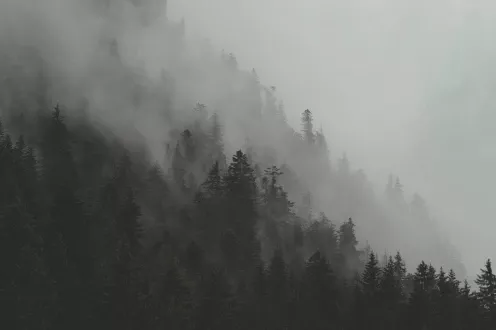 Photographie d'une forêt en montagne avec une brume sur les hauteurs