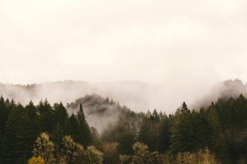 Photographie d'une forêt en montagne avec une brume sur les hauteurs